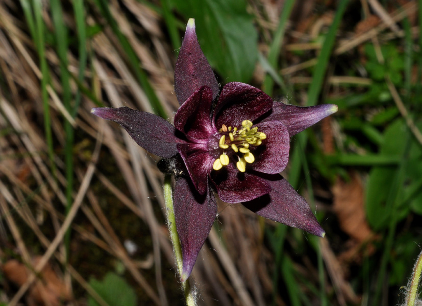 Aquilegia atrata