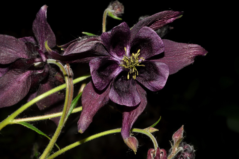 Aquilegia atrata