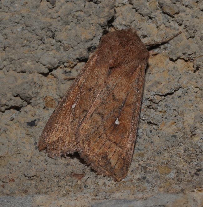 Noctuidae 1