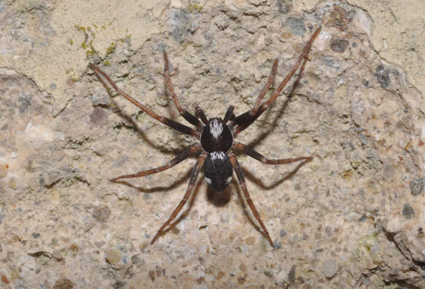 Maschio di Pulchellodromus bistigma