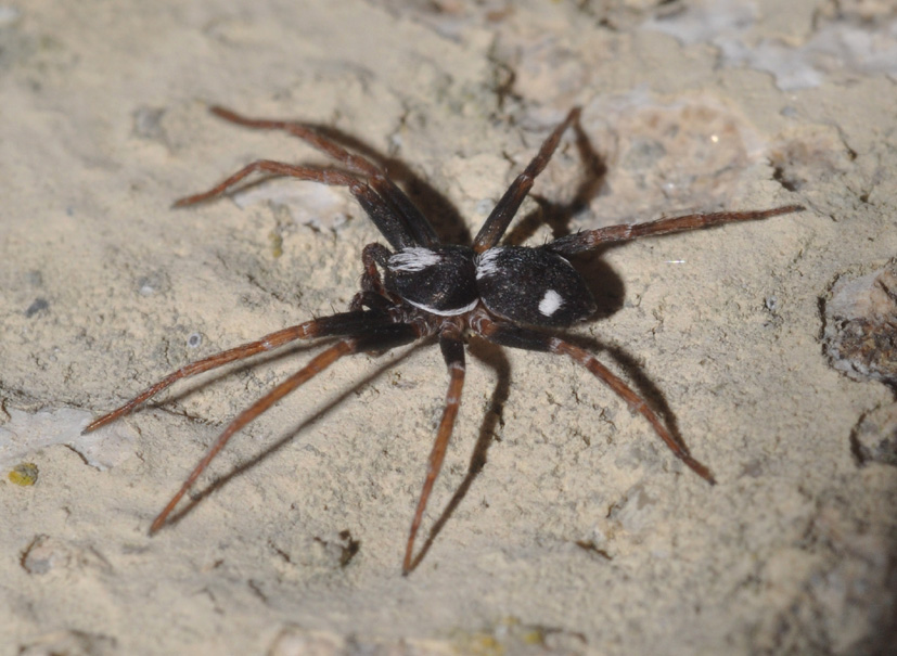 Maschio di Pulchellodromus bistigma