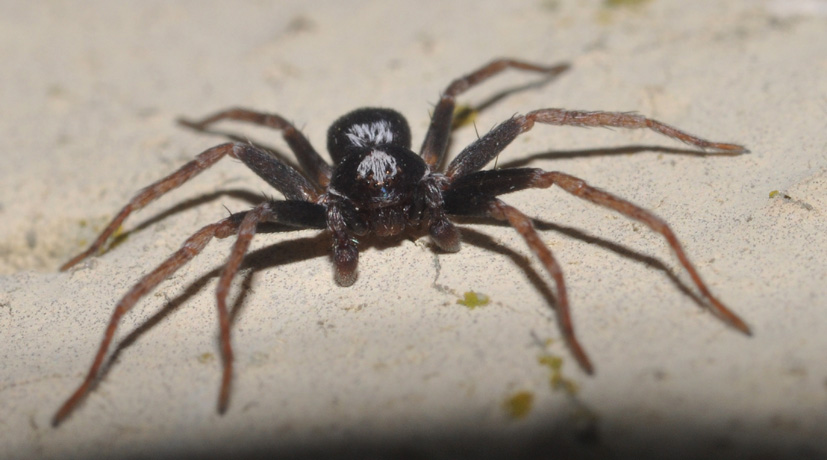 Maschio di Pulchellodromus bistigma