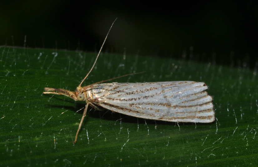 Crambidae: aiuto id