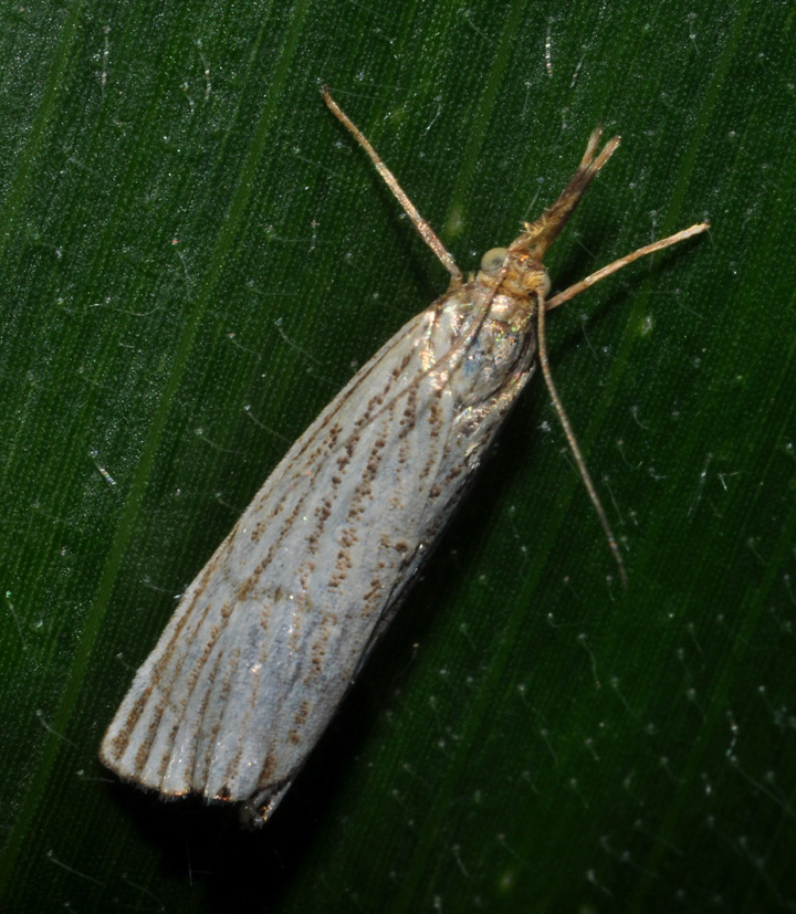 Crambidae: aiuto id