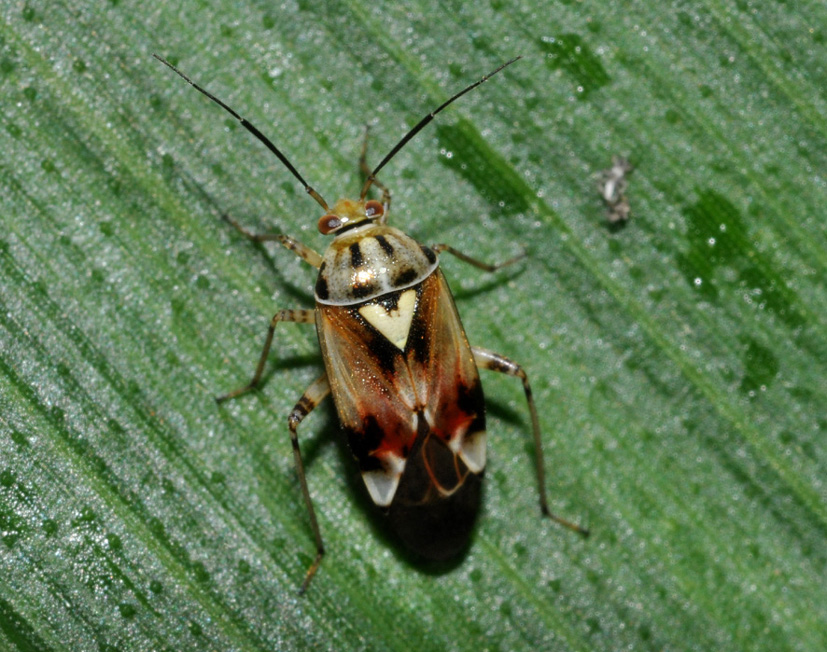 Miridae: Lygus? Lygus cf pratensis della Lombardia (MI)