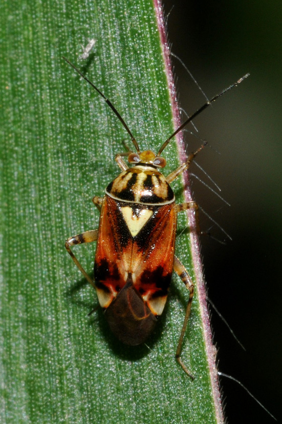 Miridae: Lygus? Lygus cf pratensis della Lombardia (MI)