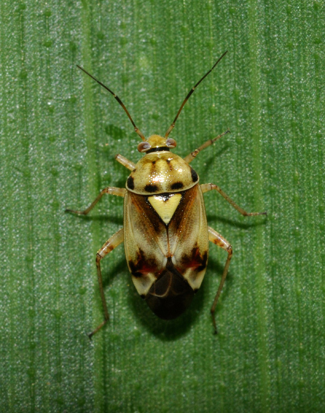 Miridae: Lygus? Lygus cf pratensis della Lombardia (MI)