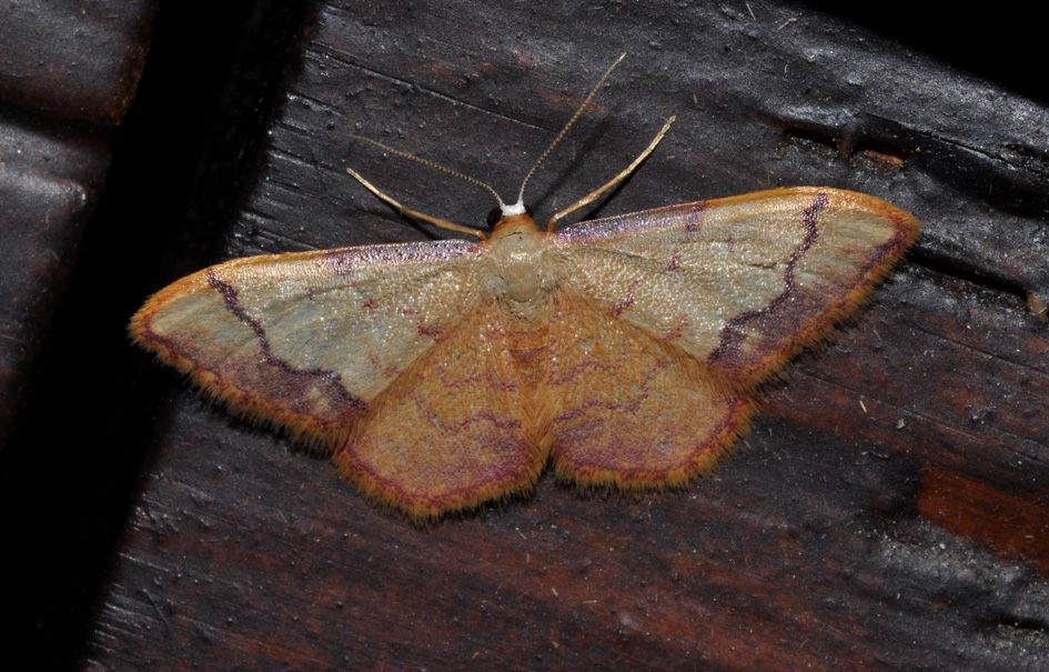 Idaea 1