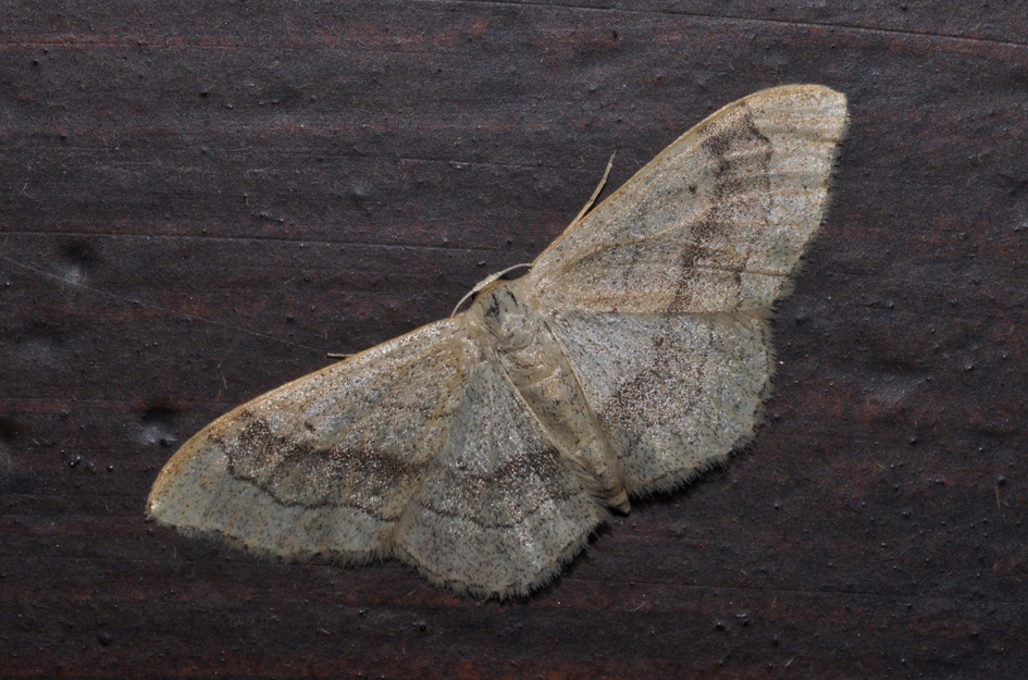 Idaea 2