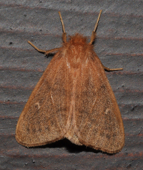 Noctuidae 2