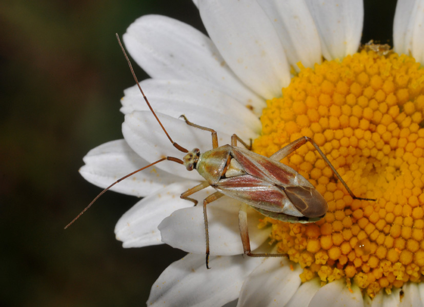 Calocoris? S, C. roseomaculatus della Toscana (AR)