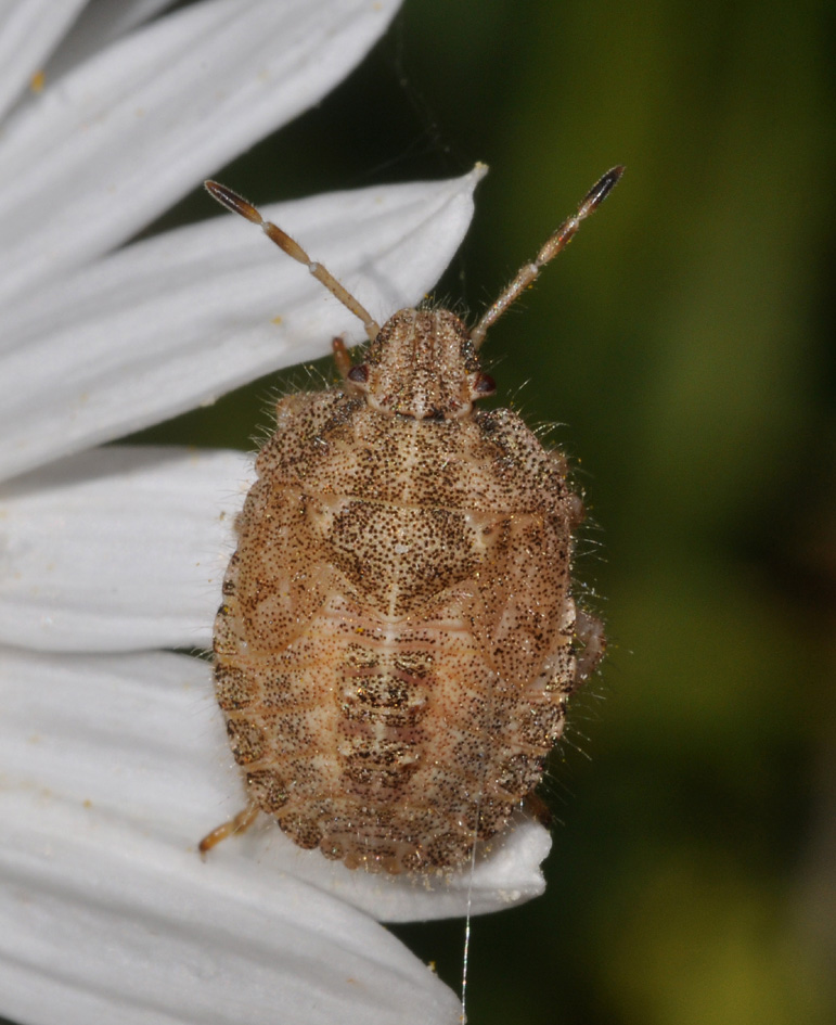 Pentatomidae: ninfa di Dolycoris baccarum