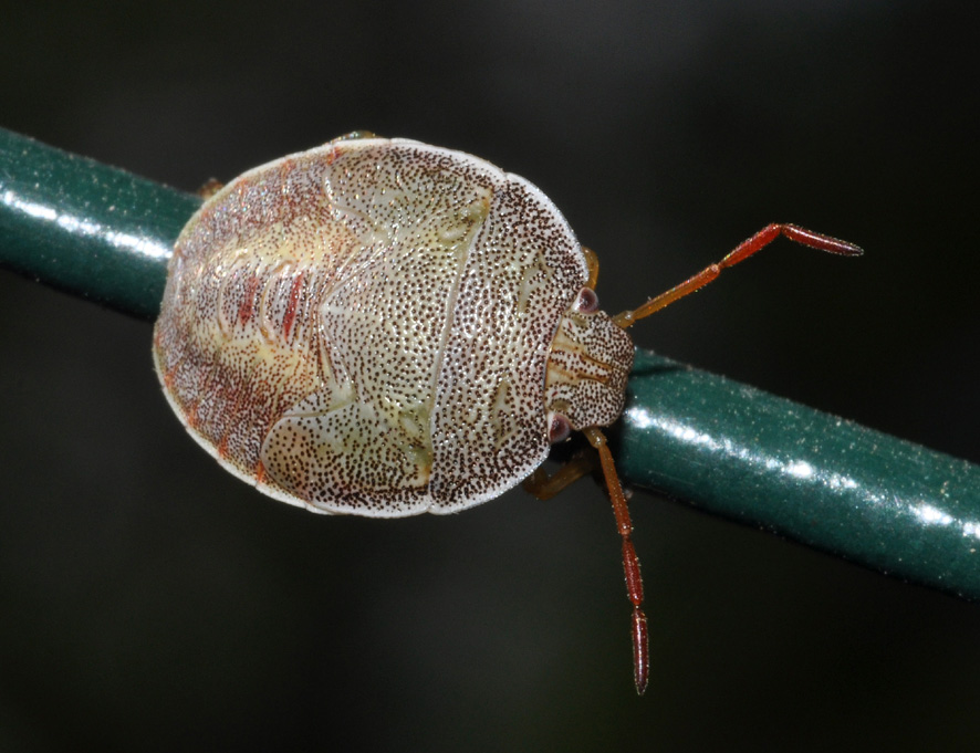 Piezodorus lituratus: ninfa e...prova di volo