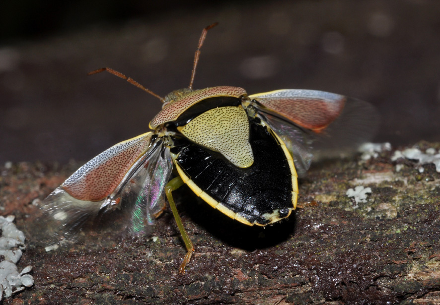 Piezodorus lituratus: ninfa e...prova di volo