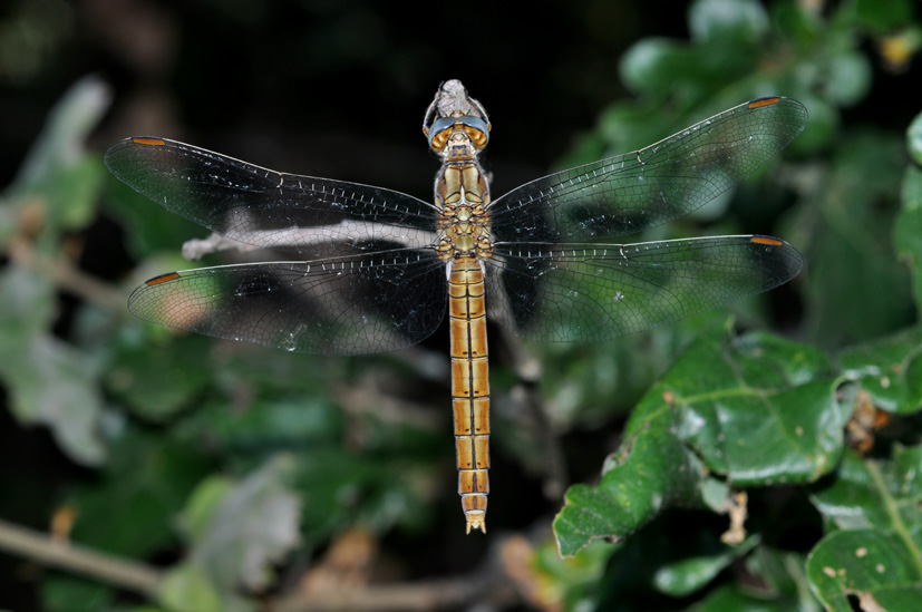 Dubbio Orthetrum - Orthetrum brunneum (femmina)