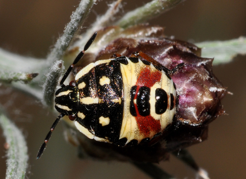 Pentatomidae: neanide di Carpocoris sp. della Toscana (AR)