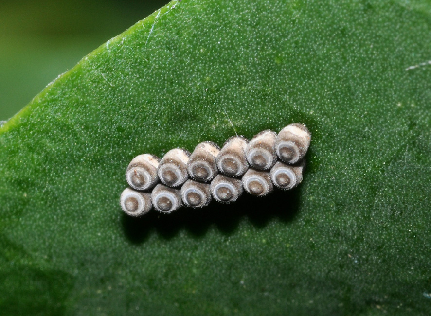 Pentatomidae: Eurydema ventralis della Toscana (AR)