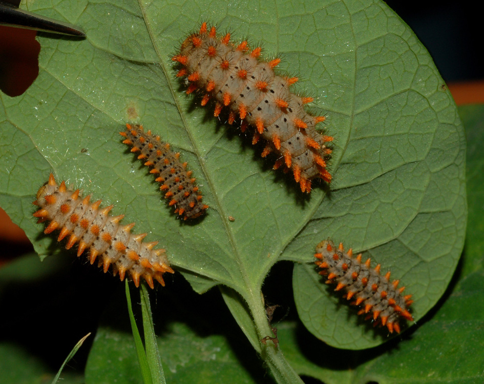 Larva di Zerynthia polyxena?