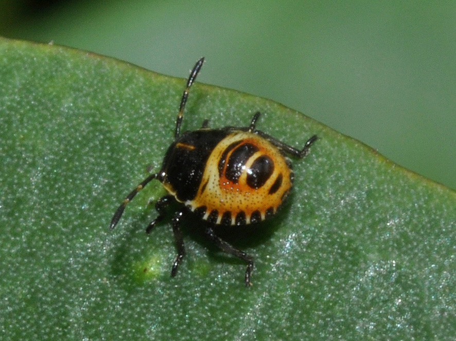 Pentatomidae: Eurydema ventralis della Toscana (AR)