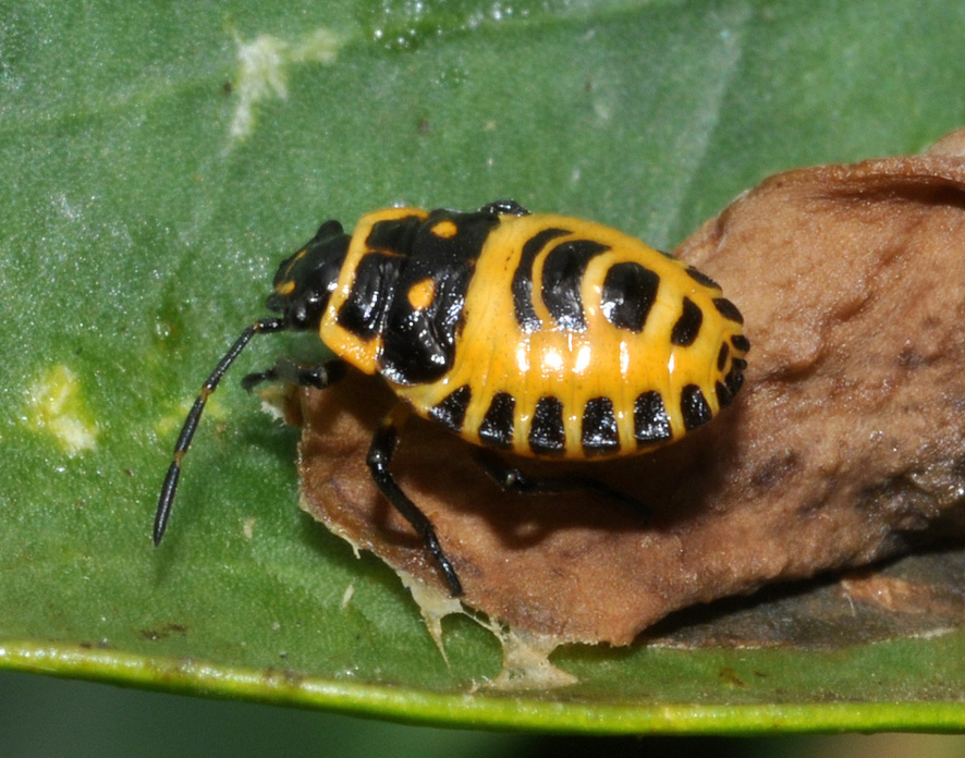 Pentatomidae: Eurydema ventralis della Toscana (AR)