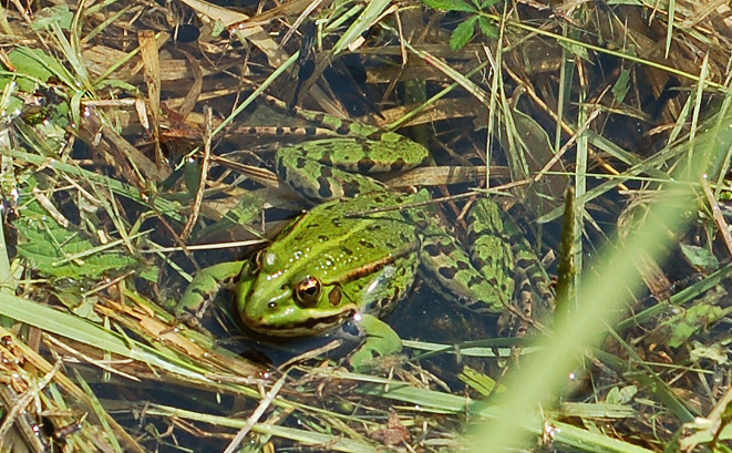 aiuto id . Pelophylax sp. (prov. Arezzo)