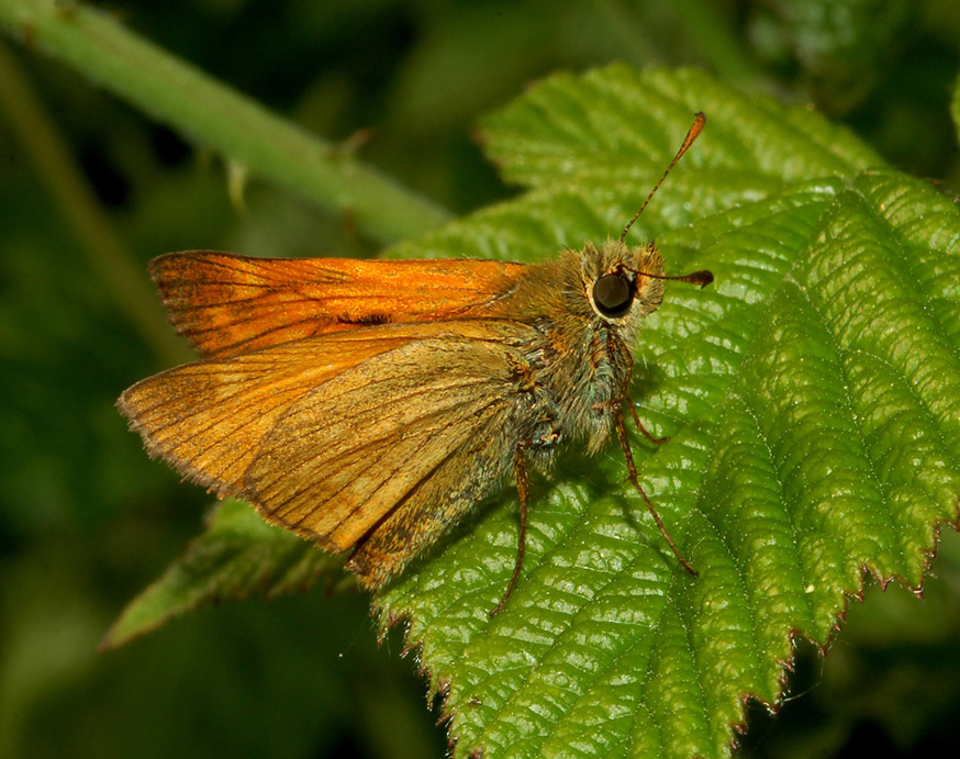 Hesperiidae: dubbi Thymelicus/Ochlodes (1)