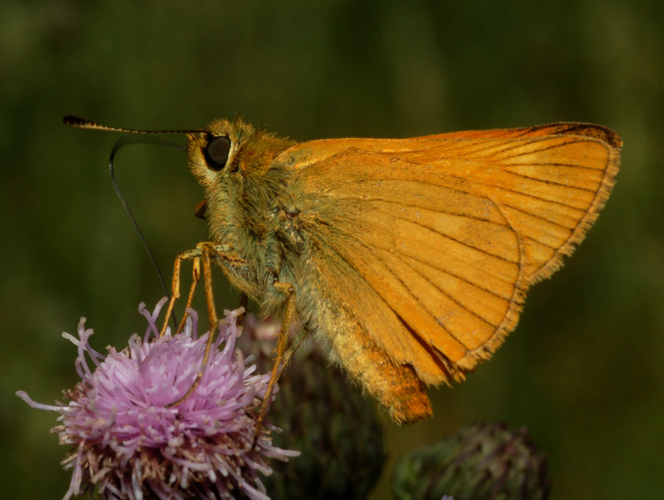 Hesperiidae: dubbi Thymelicus/Ochlodes (1)