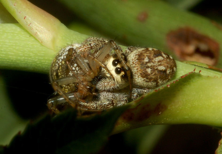 Macaroeris nidicolens preda Mangora acalypha