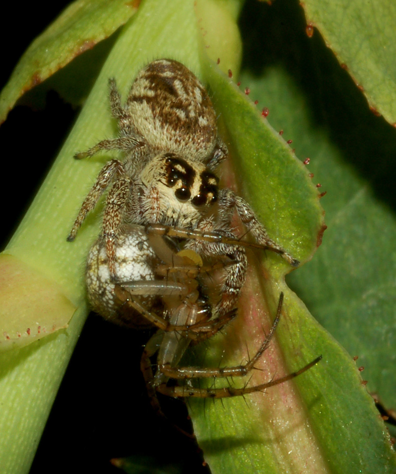 Macaroeris nidicolens preda Mangora acalypha