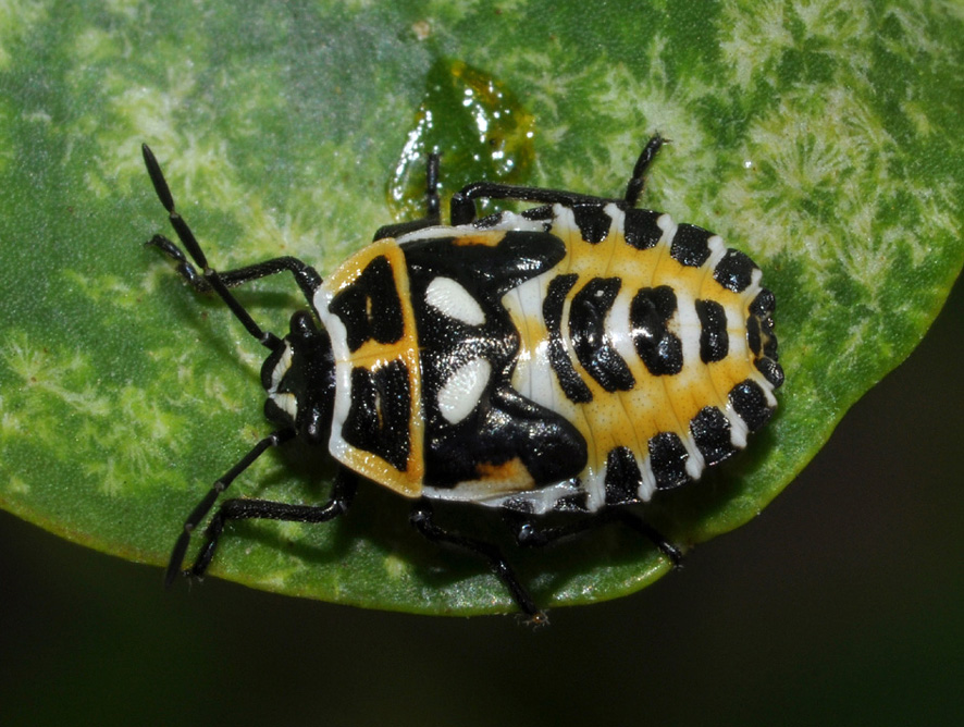 Pentatomidae: Eurydema ventralis della Toscana (AR)