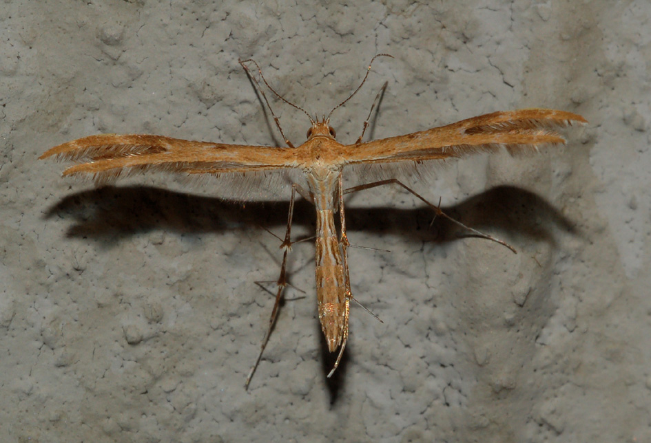 Pterophoridae da classificare