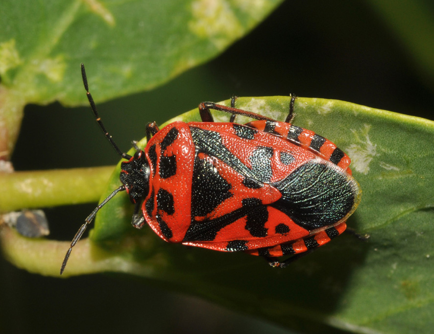 Pentatomidae: Eurydema ventralis della Toscana (AR)