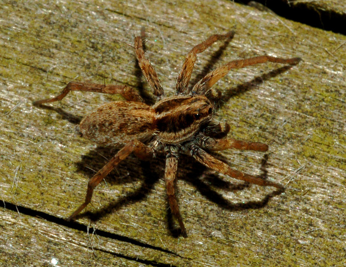 Pardosa sp.