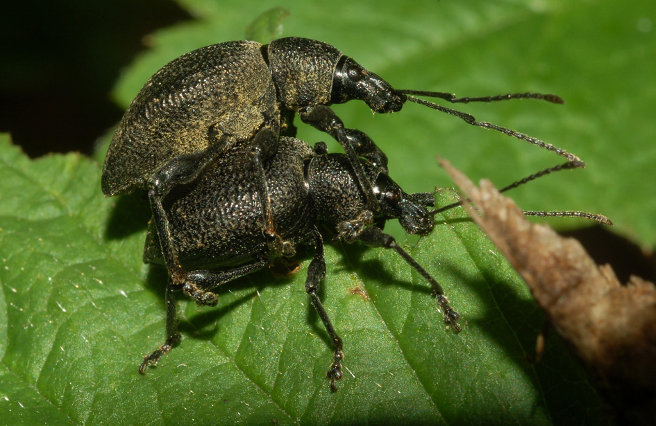 Curculionidae: Otyorrinchus caudatus