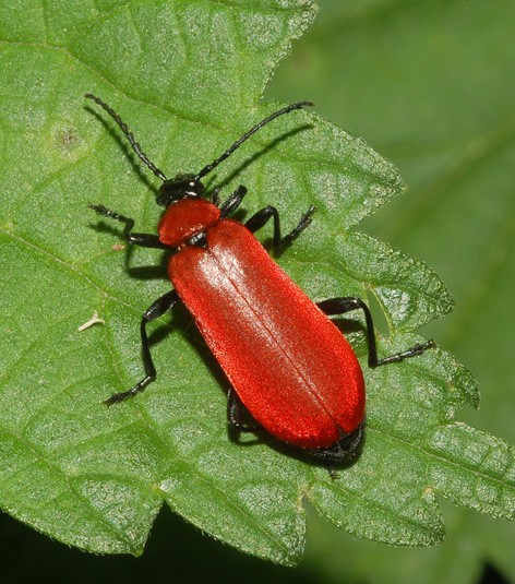 conferma per Pyrochroa.... S. Pyrochroa coccinea