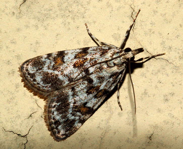 Crambidae: Eudonia...? Scoparia cf pyralella