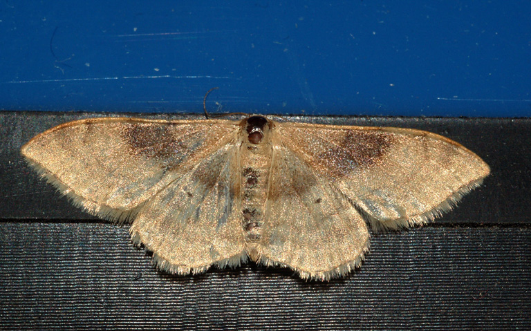 Geometridae: aiuto ID (2)