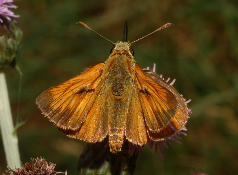 Hesperiidae: dubbi Thymelicus/Ochlodes (2)