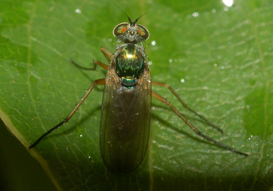 Dolichopodidae