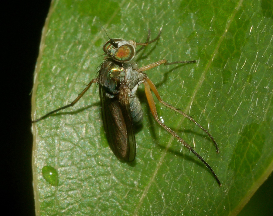 Dolichopodidae