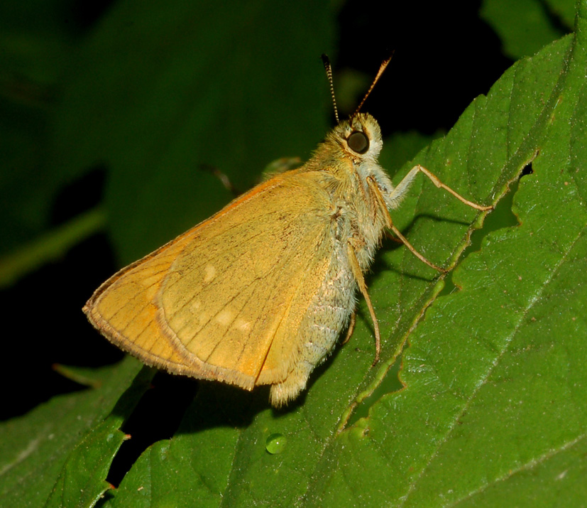 Hesperiidae: dubbi Thymelicus/Ochlodes (2)