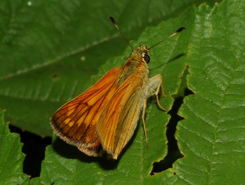 Hesperiidae: dubbi Thymelicus/Ochlodes (2)