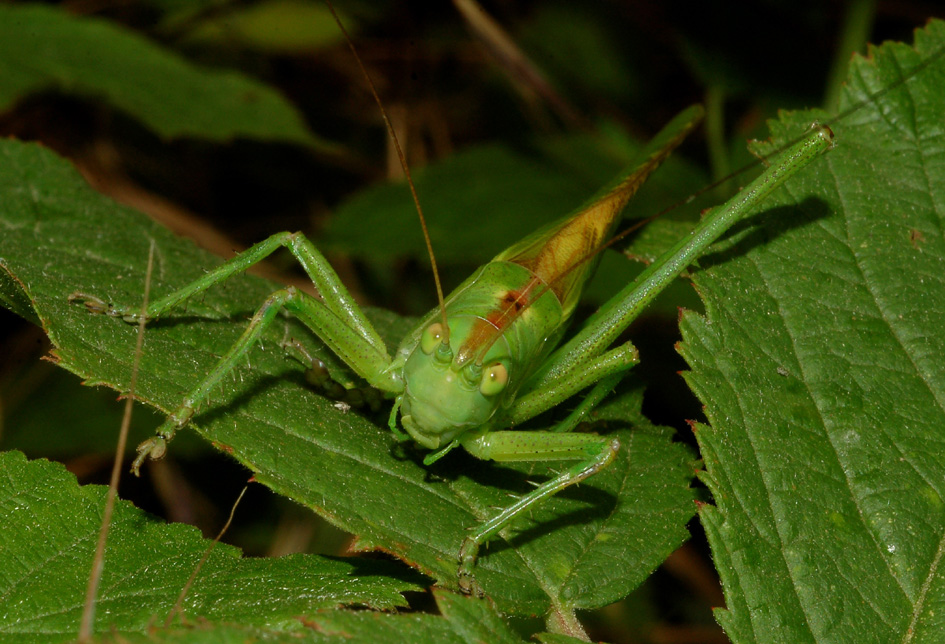 Tettigoniidae: aiuto ID