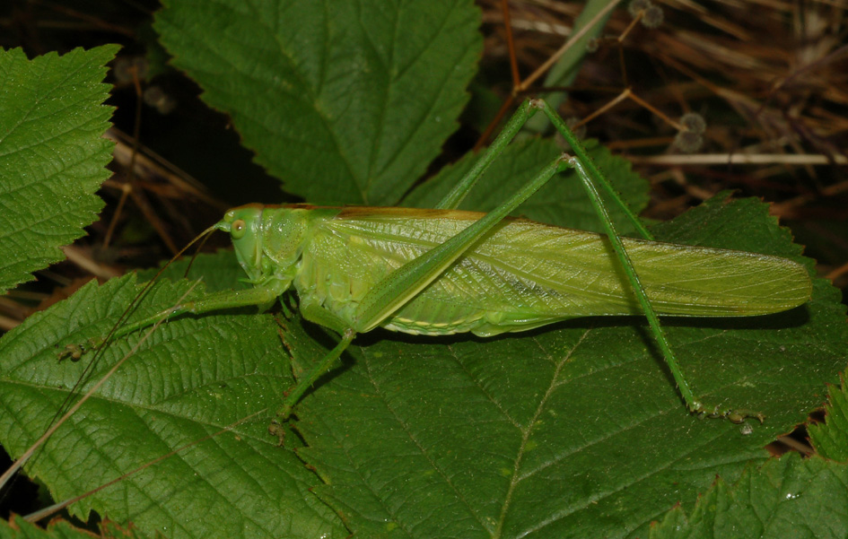 Tettigoniidae: aiuto ID