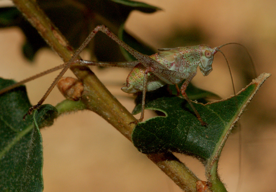 Tettigonidae: Phaneroptera?