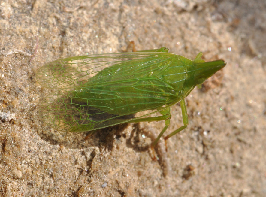 strano essere...Dictyophara europaea dalla Toscana