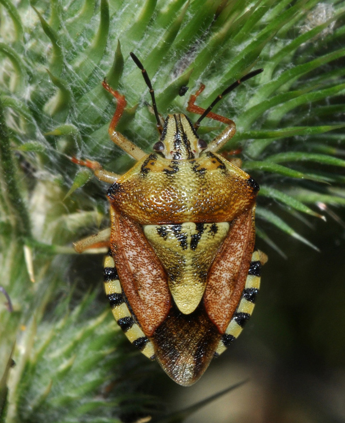 carpocoris: distinzione specie...