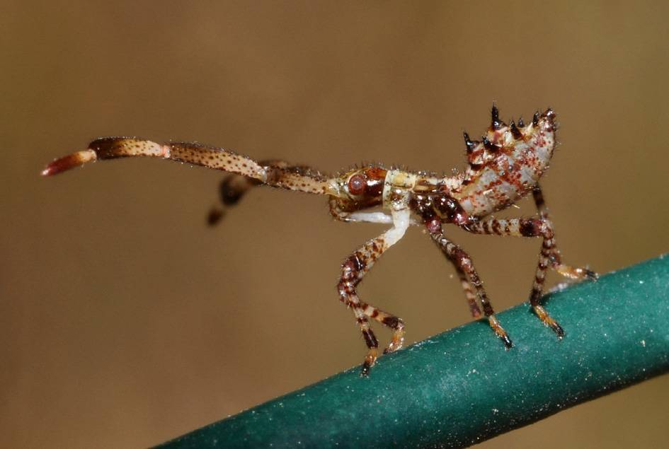 ninfa spinosa...coreidae?