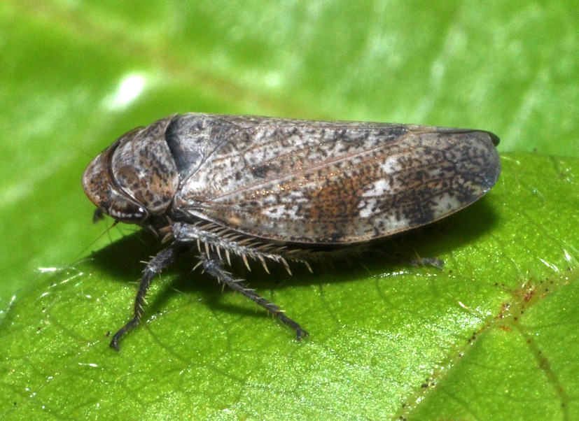 Cicadellidae sottofamiglia Deltocephalinae