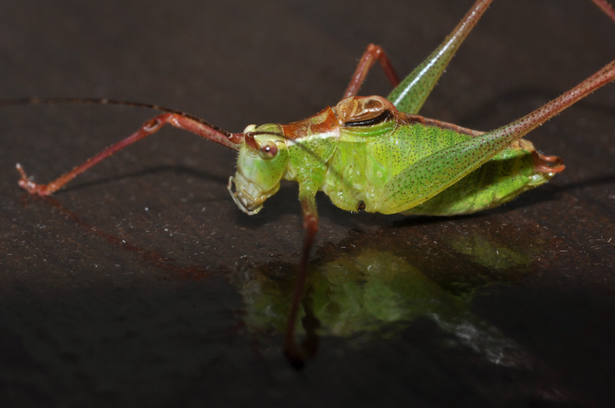 Tettigoniidae: conferma ID